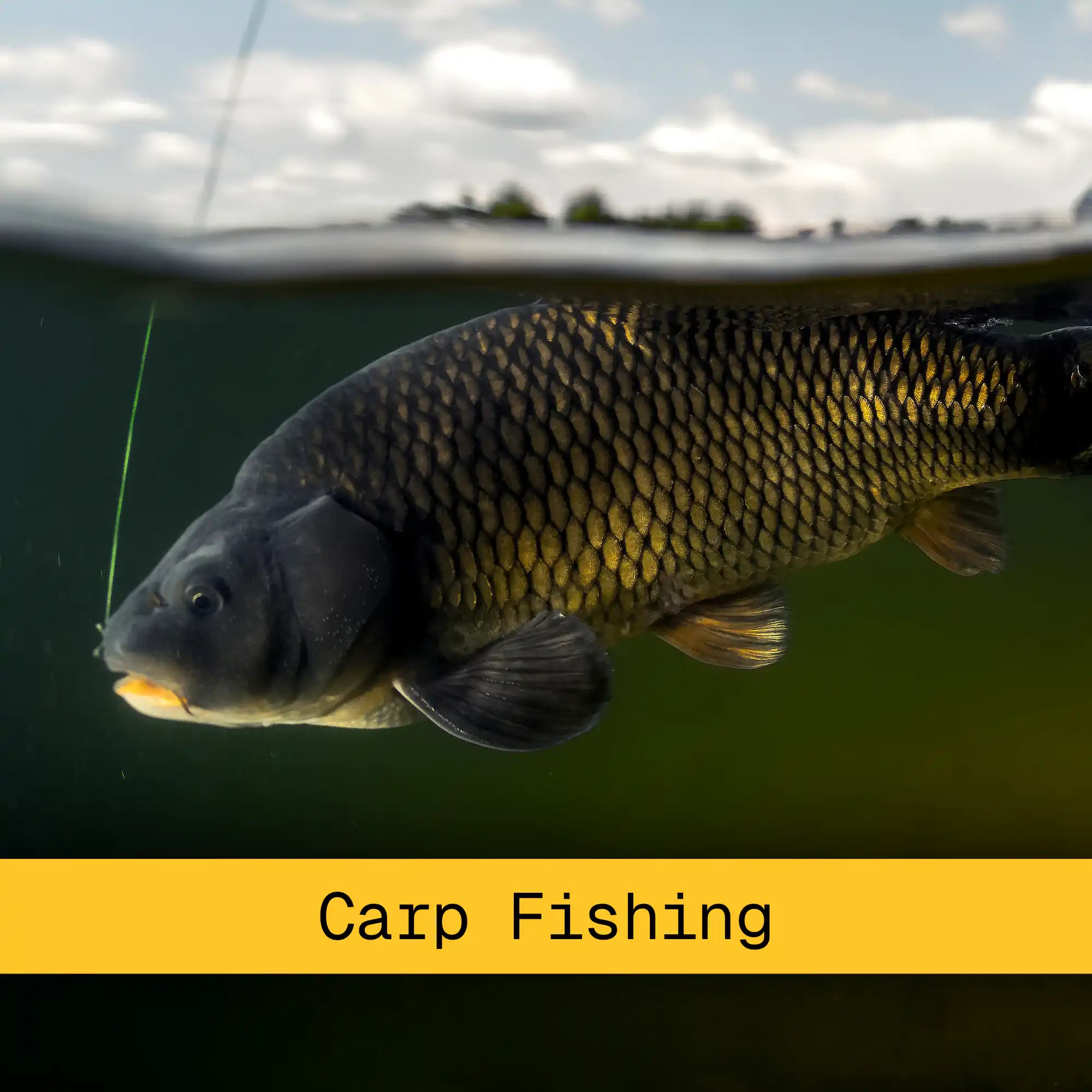 Carp Fishing